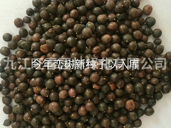 種子展示